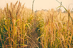 田园小麦之路摄影图