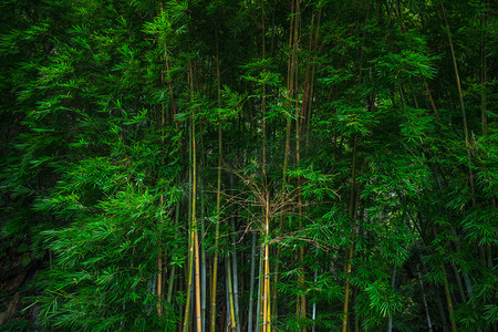 夏日竹林摄影图