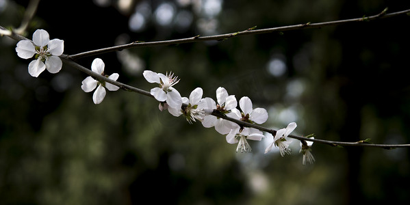 桃花字体摄影照片_春天植物白桃花自然风景摄影图