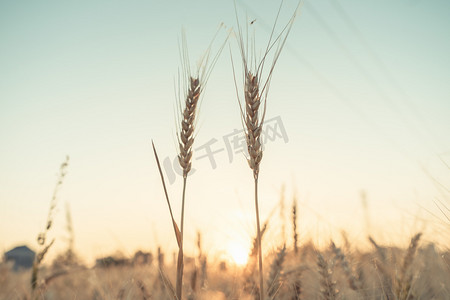 矢量麦子摄影照片_麦子阳光摄影图