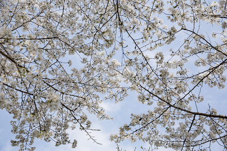 你好三月摄影照片_春天盛开花朵摄影图