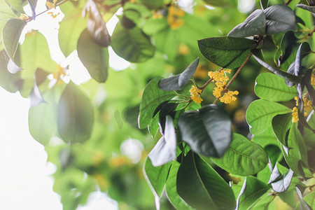 桂花花朵摄影照片_桂花花朵摄影图