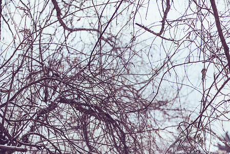 冬雪下旱柳与树枝摄影图