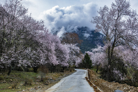 公路两旁桃花树摄影图