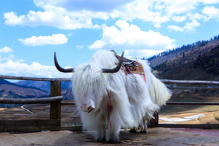 西藏神牛摄影图