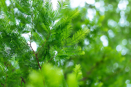 绿色树叶小清新摄影照片_小清新植物摄影图