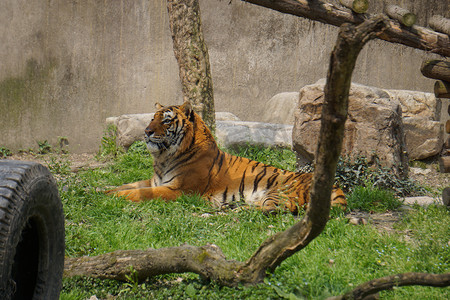 动物园里面坐着老虎摄影图