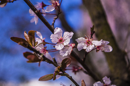 唯美桃花树自然风景摄影图