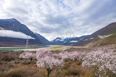 西藏山脉桃花树摄影图