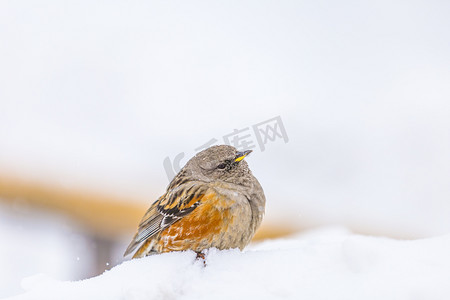 小鸟吃虫子摄影照片_玉龙雪山上鸟摄影图