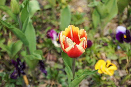 春天植物园红色郁金香摄影图