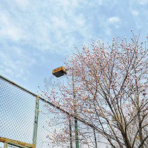 夏日清新花树风格摄影图