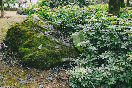 石头植物摄影摄影图