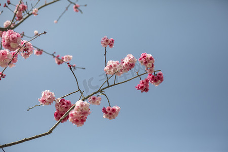 粉色春天摄影照片_春天桃花盛开花枝摄影图