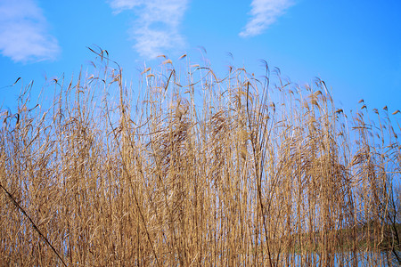 野外蓝天枯黄草丛自然风景摄影图