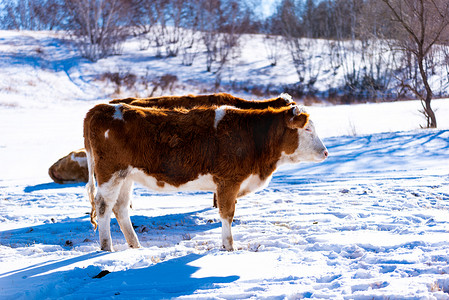 冬季白雪牛摄影图