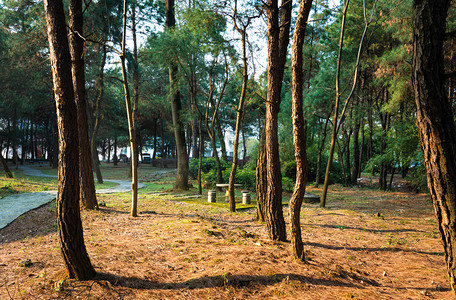 夕阳落日小树林自然风景摄影图