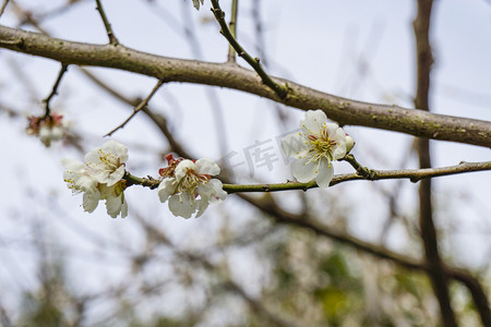 春天枝头白色梅花摄影图