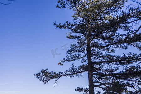 风景名胜尧山古树自然风光摄影图