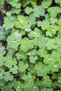 雨景摄影照片_雨天幸运草摄影图