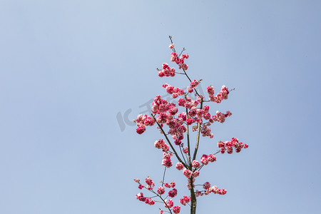 繁花摄影照片_春天桃花朵朵繁花盛开摄影图