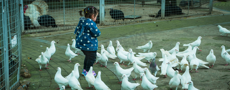 小女孩与一群鸽子摄影图