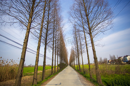 树木道路透视自然风景摄影图