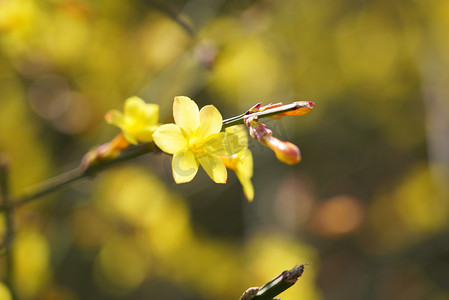 迎春花摄影图