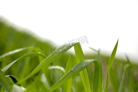 雨景摄影照片_小麦绿叶上水珠雨景摄影图