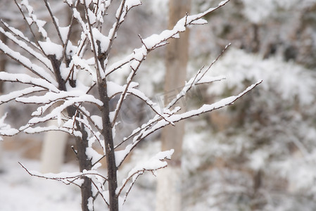 雪景摄影照片_冬季大雪树枝雪景局部摄影图
