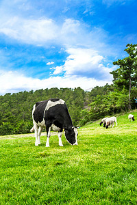 奶牛吃草矢量摄影照片_内蒙古草原吃草奶牛摄影图