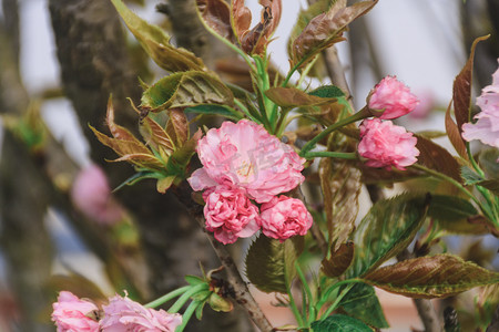 春天盛开粉色樱花自然风景摄影图