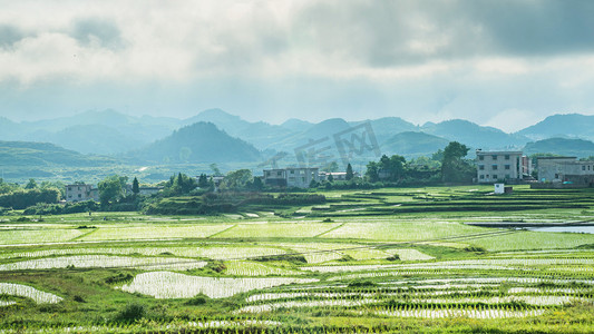 夏天稻田风景田野风光摄影图