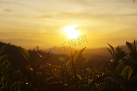 洛神花茶叶包装摄影照片_迎着朝阳嫩绿茶叶摄影图