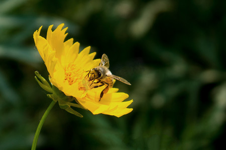 蜜蜂采蜜花朵摄影图