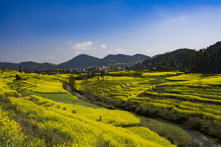 春天田地摄影照片_罗平春天油菜花自然风景摄影图