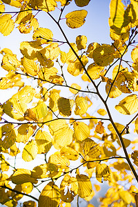 树叶枝头摄影照片_绚烂黄色树叶枝头摄影图