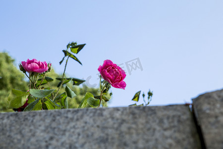 一朵美丽花摄影图