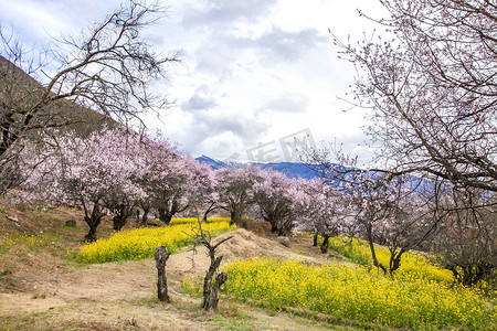 林芝桃花林摄影图