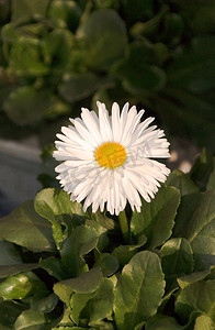 白色非洲菊花自然风景摄影图