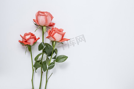 玫瑰摄影图