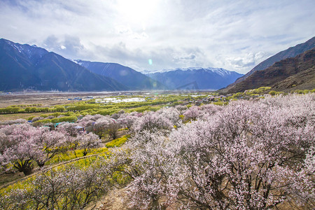 桃花字体摄影照片_林芝桃花林8