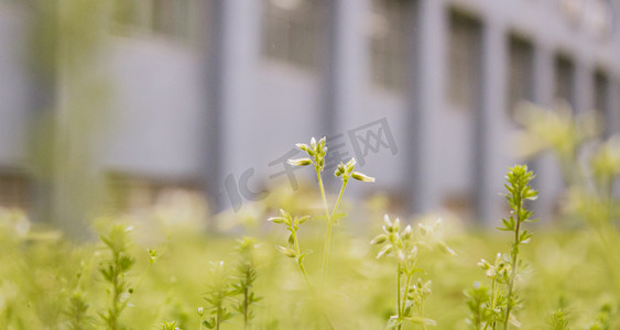 草地植物摄影照片_草地植物摄影图