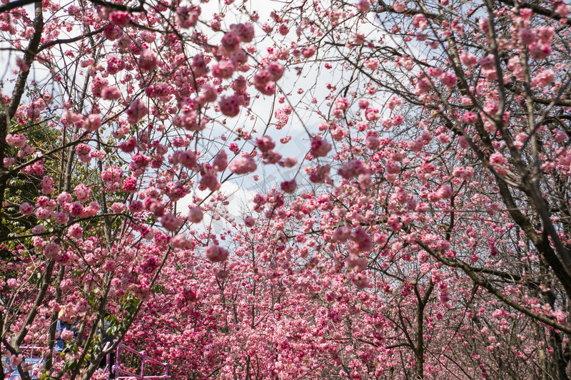 春天盛开桃花自然风景摄影图