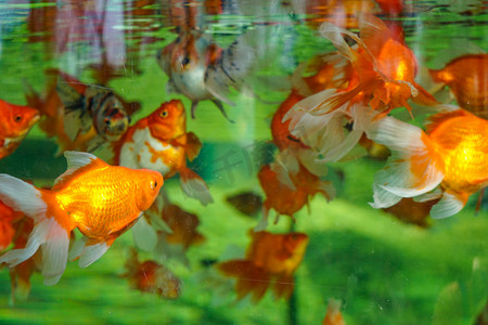 水缸里漂亮观赏金鱼摄影图