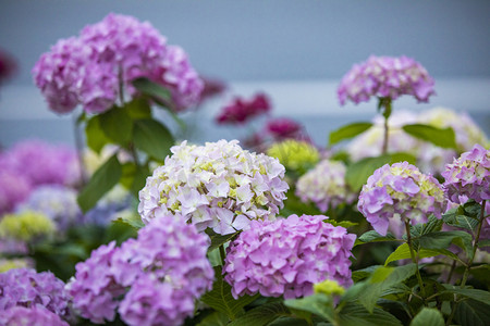 卡通小清新花花摄影照片_紫阳花绣球花摄影图