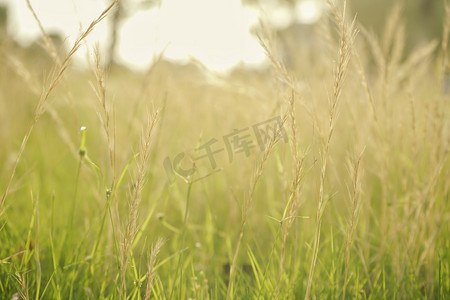 清晨阳光下草地摄影图