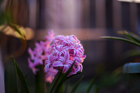 粉色花团绿植自然风景摄影图