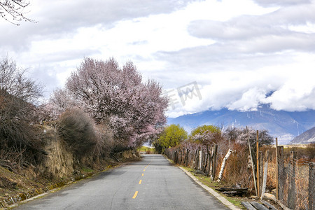 西藏公路桃花树摄影图