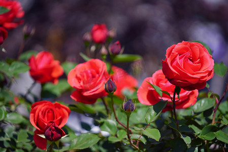 红色月季花红花摄影图